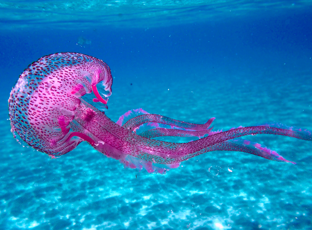 Πρώτες βοήθειες σε τσίμπημα από μώβ μέδουσα (PELAGIA NOSTILUCA)